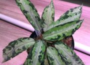 Komoditas Aglaonema Aceh Kian ‘Seksi’, Mulai Dilirik Negeri Matahari Terbit