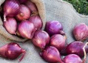 Tembus Ekspor ke Timur Tengah, Bisnis Pasta Bawang Merah Brebes Kian Sedap