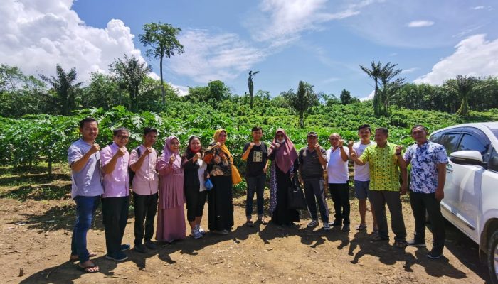 Pepaya Mandailing Natal Kian Diburu, Tahan Sampai 2 Minggu