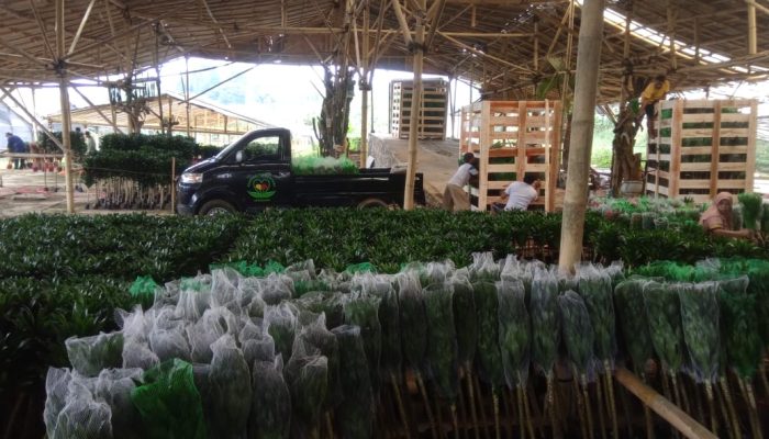Geliat Bisnis ‘Lucky Bamboo’ di Tengah Pandemi, Ekspor Terus Meningkat