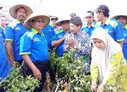 Strategi Produksi Komoditas Hortikultura di Masa Perubahan Iklim