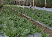 Sayuran Organik Produksi Milenial Kian Eksis di Masa Pandemi