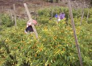 Komoditas Cabai Punya Prospek Cerah, Kuncinya Penerapan Inovasi