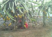 Permintaan Terus Meningkat, Prospek Buah Naga Kuning Kian Menggiurkan