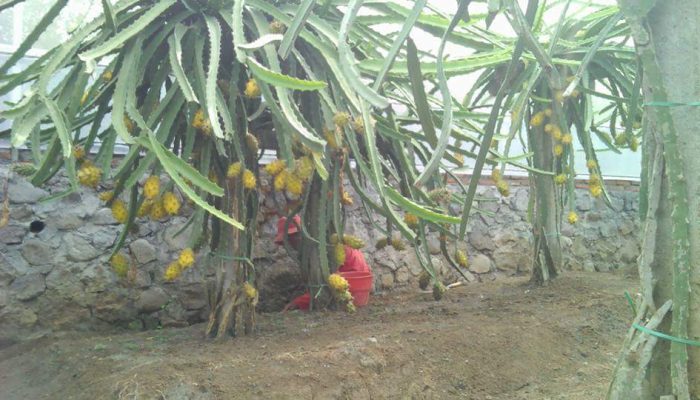 Permintaan Terus Meningkat, Prospek Buah Naga Kuning Kian Menggiurkan