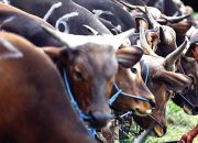 6.500 Sapi NTB Siap Penuhi Kebutuhan Idul Adha di Jabodetabek