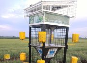 Antisipasi Hama dan Perubahan Iklim, Kementan Minta Petani Terapkan Ini