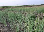 Fokus Tekan Biaya Produksi, Kementan “Alihkan” Petani Tanam Bawang Merah Biji