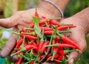 Budidaya Cabai di Musim Hujan, Kementan Minta Petani Terapkan 2 Hal Ini