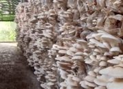 Budidaya Jamur Punya Potensi Ekspor Tinggi, Permintaan Terus Meningkat