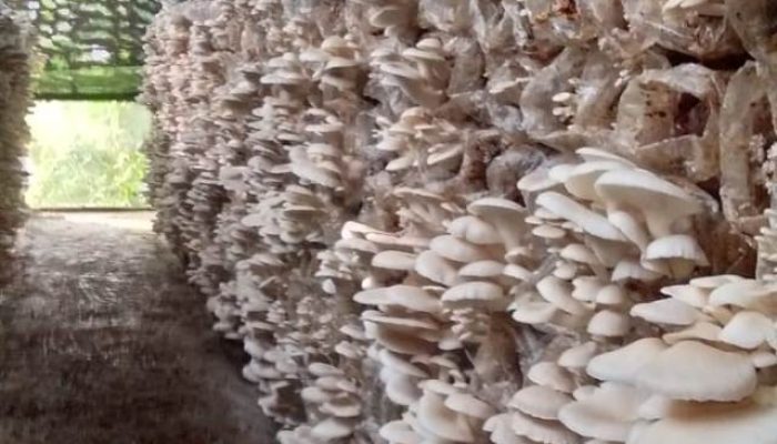 Budidaya Jamur Punya Potensi Ekspor Tinggi, Permintaan Terus Meningkat