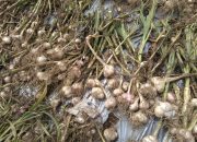 Antisipasi Ketersediaan Bawang Putih, Kementan Perkuat Early Warning System (EWS)