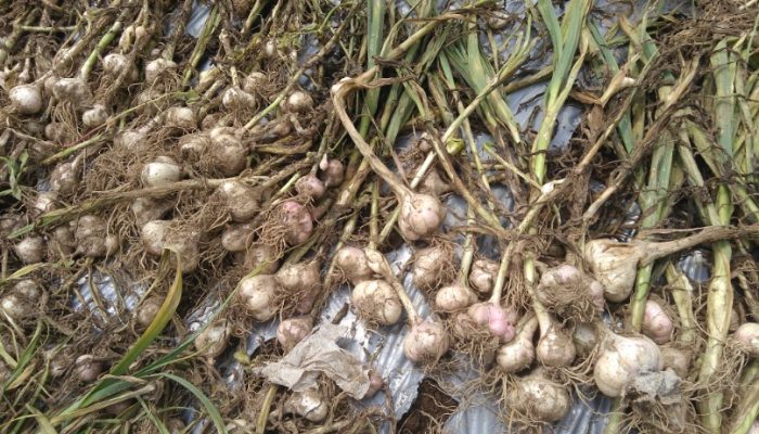 Antisipasi Ketersediaan Bawang Putih, Kementan Perkuat Early Warning System (EWS)