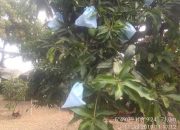 Pengendalian Hama Lalat Buah Ramah Lingkungan Dorong Peningkatan Ekspor Mangga