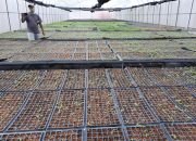 Komitmen Dukung Food Estate, Kementan Fokus Hasilkan Benih Bermutu di Humbahas