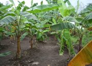 Permintaan Ekspor Tinggi, Ungkit Manisnya Agribisnis Pisang