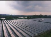 Kiat Sukses Bertanam Cabai di Musim Hujan: Kombinasi Aplikasi Rain shelter dan Pestisida Nabati rahasianya