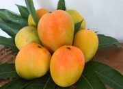 Lewat SIMPOK, Gedong Gincu Sumedang Tembus Pasar Eropa