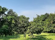 Pasar Ekspor Mangga Gedong Gincu Terbuka Lebar