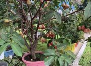 Tren Budidaya Hortikultura Semakin Meningkat di Era Pandemi Covid -19