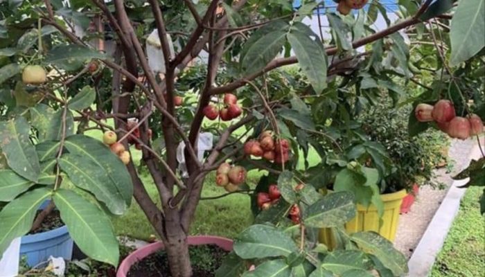Tren Budidaya Hortikultura Semakin Meningkat di Era Pandemi Covid -19