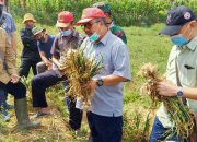Menarik! Meski Musim Kemarau, Produksi Sayuran di Majalengka Tetap Melimpah