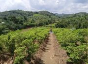 Antisipasi Perubahan Iklim, Kementan Intensifkan Irigasi Kabut