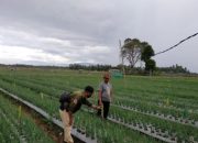 Kementan Kawal Budidaya Bawang Merah Ramah Lingkungan di Aceh