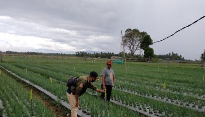 Kementan Kawal Budidaya Bawang Merah Ramah Lingkungan di Aceh