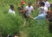 Potensi Asparagus Indonesia Cerah, Pasar Ekspor Terbuka Lebar