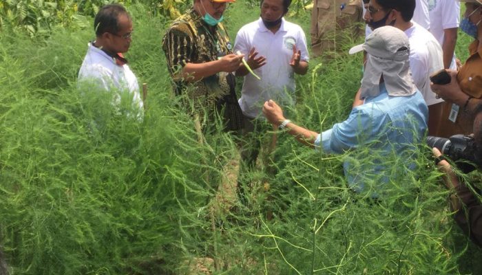 Potensi Asparagus Indonesia Cerah, Pasar Ekspor Terbuka Lebar