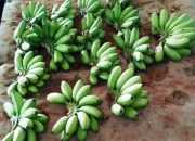 Pola Kemitraan Terbukti Dorong Tingkatkan Ekspor Pisang