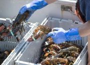 Monopoli Kargo Bikin Penyelundupan Benih Lobster Marak
