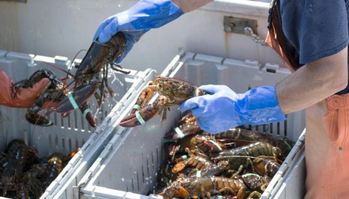 Monopoli Kargo Bikin Penyelundupan Benih Lobster Marak