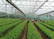 Permintaan Benih Florikultura Melonjak di Masa Pandemi