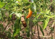 Atasi Patek, Petani Cabai Bisa Gunakan Paket Agens Hayati