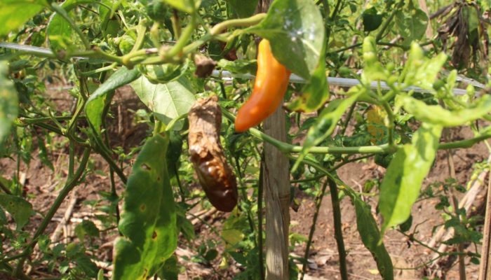 Atasi Patek, Petani Cabai Bisa Gunakan Paket Agens Hayati