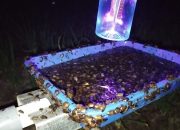 Siswa SMK Ciptakan Light Trap Insect, Ampuh Atasi Hama!
