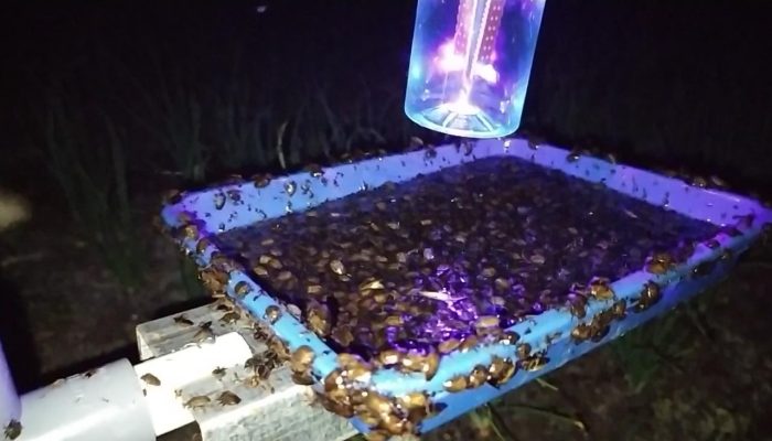 Siswa SMK Ciptakan Light Trap Insect, Ampuh Atasi Hama!