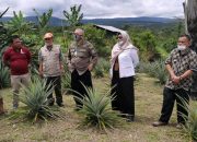 Nanas Pakpak, Ikon dari Ujung Barat Sumatera yang Siap Tembus Pasar Ekspor