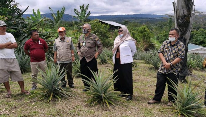 Nanas Pakpak, Ikon dari Ujung Barat Sumatera yang Siap Tembus Pasar Ekspor