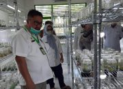 Benih Bermutu Jadi Kunci Utama Ungkit Daya Saing Komoditas Hortikultura