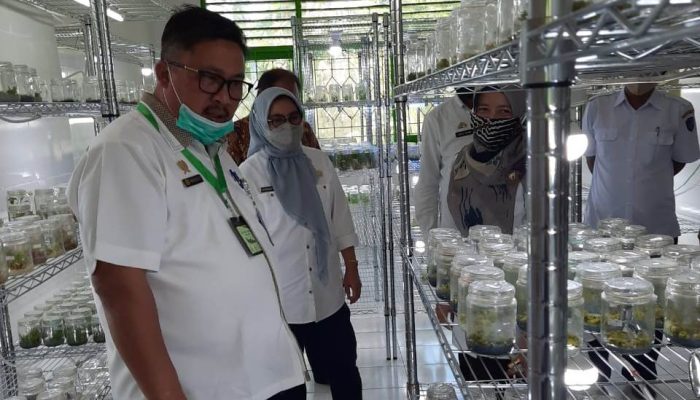 Benih Bermutu Jadi Kunci Utama Ungkit Daya Saing Komoditas Hortikultura