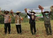 Mentan SYL Panen Bawang Merah di Bantaeng