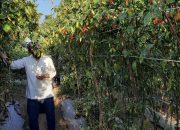 Wow! Ada Tanaman Cabai Melebihi Tinggi Manusia