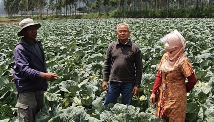 Rekrut Korban PHK, Pasar Tani Terus Pasok Kebutuhan Sayur Saat Pandemi