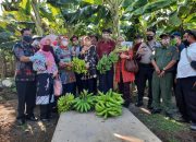 Pisang di Lahan Sawah Brebes Hasilkan Milyaran Rupiah