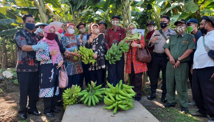 Pisang di Lahan Sawah Brebes Hasilkan Milyaran Rupiah