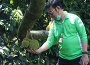 Apresiasi Buah Lokal, Mentan Syahrul Kunjungi Kebun Durian Warso Farm