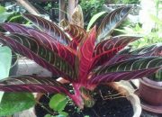 Geliat Aglaonema Di Tengah Pandemi, Cuannya Lumayan!